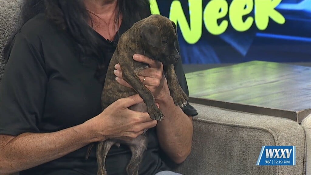 Pet Of The Week: Bean Is Looking For A Forever Home!
