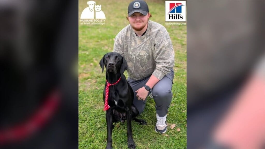 Humane Society Of South Mississippi Focusing On ‘project Dogs’