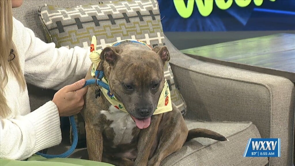 Pet Of The Week: Valley Is Looking For A Forever Home