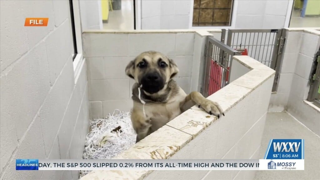 Humane Society Of South Mississippi Seeking Donations For Soup Fund