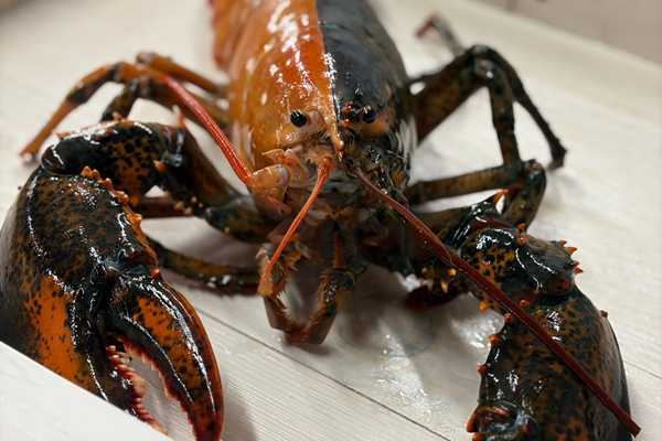 Lobster