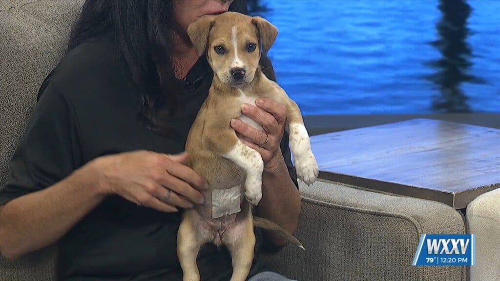 News 25 Pet Of The Week: Marley Is Looking For A Forever Home