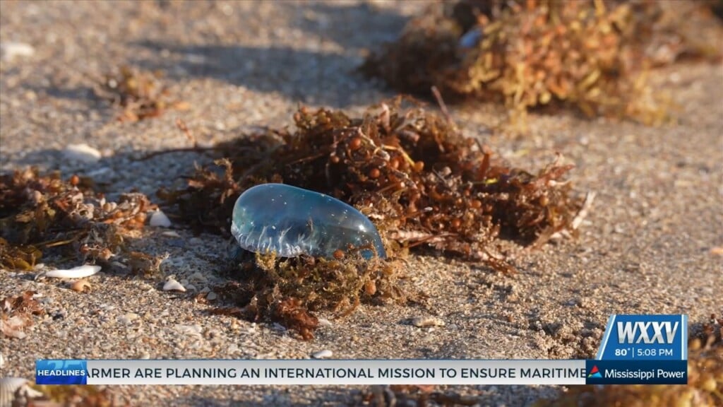 Portuguese Man O Wars Washing Up On Beach In Pass Christian