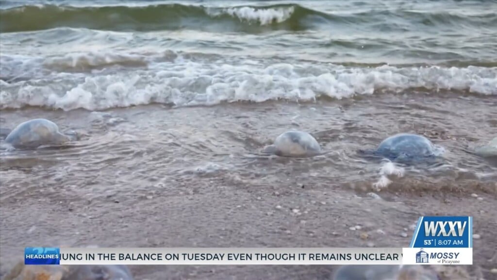 Officials Discuss Portuguese Man O Wars Washing Up Along The Coast