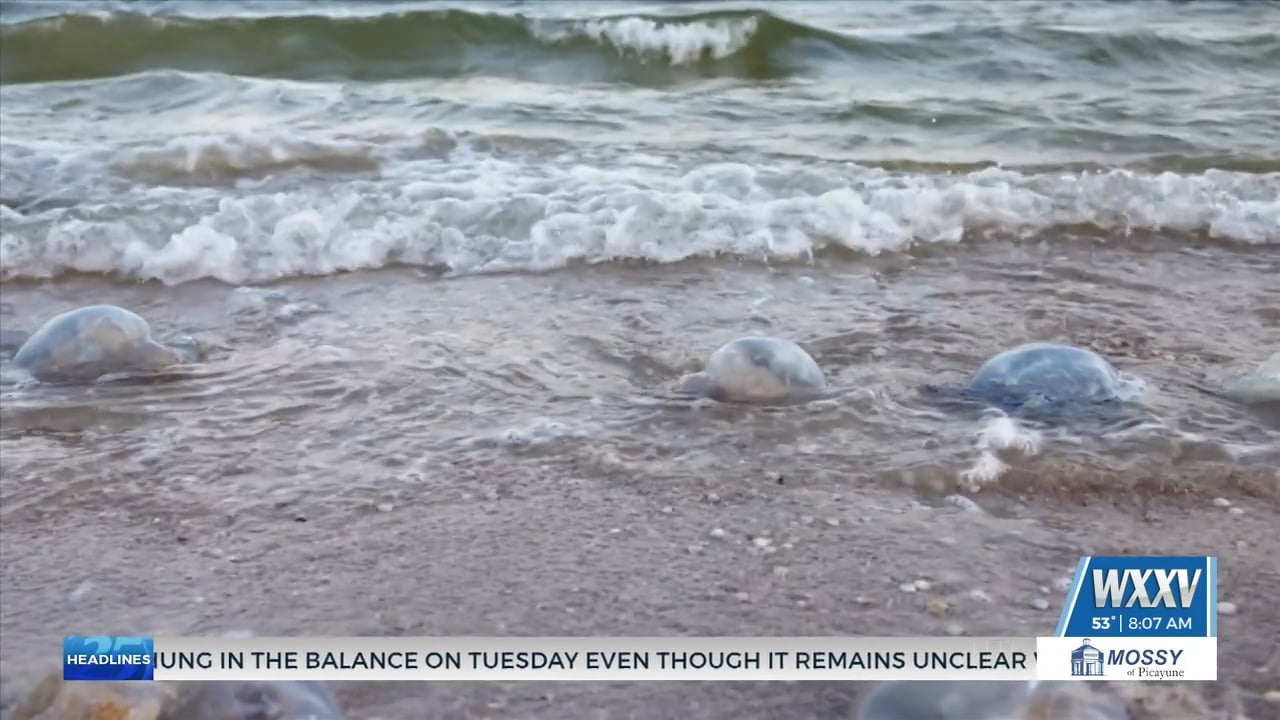 Officials discuss Portuguese man-o-wars washing up along the Coast