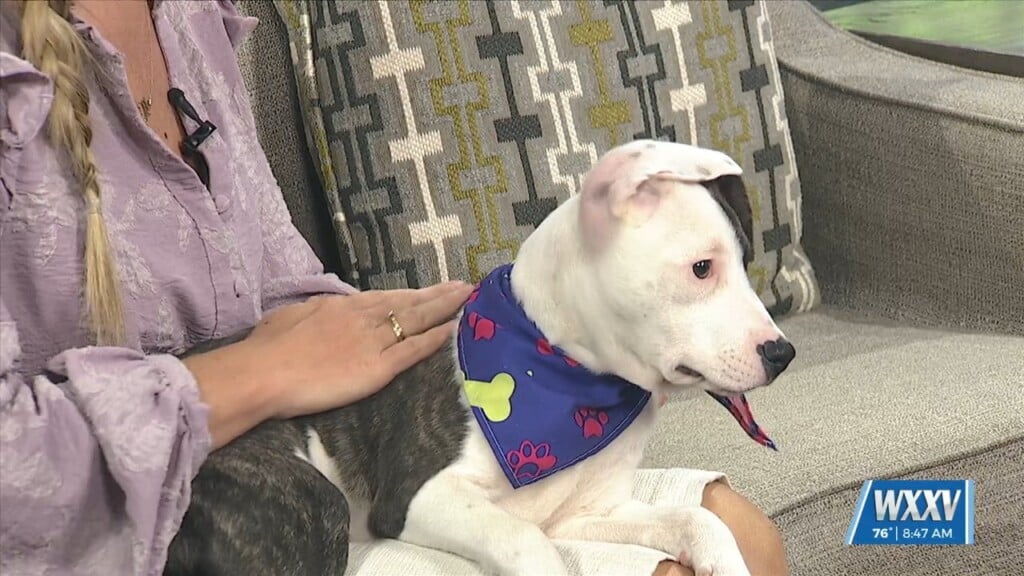Pet Of The Week: Lily Is Looking For A Forever Home