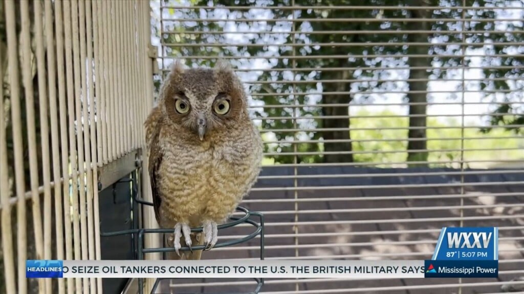 Woodside Wildlife Rescue In Pass Christian Earns Federal Permit To Expand Bird Rehabilitation