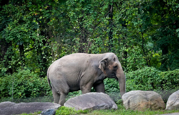 Bronx Zoo