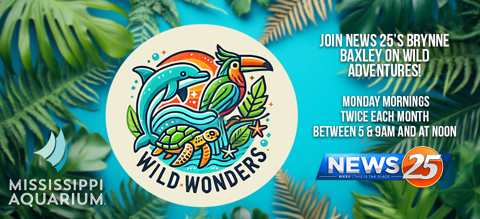 Wild Wonders Web Page Header brynne Wild Wonders Web Page Header Brynne