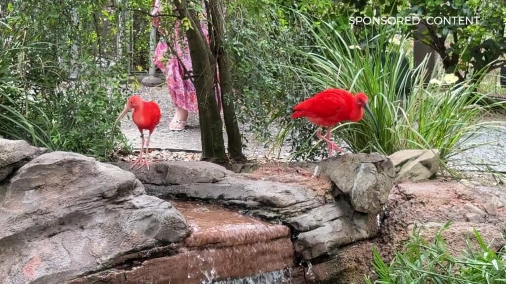 Wild Wonders Aviary