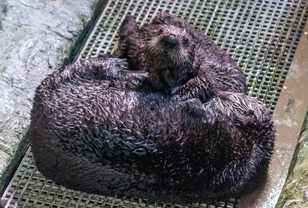 Otters