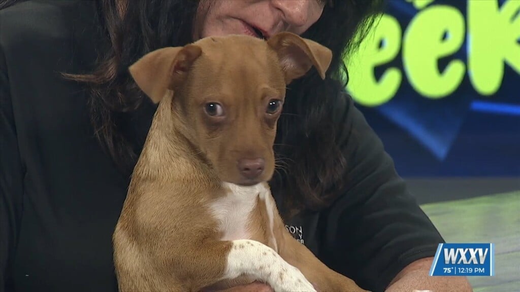 Wxxv Pet Of The Week: Dax Is Looking For A Forever Home