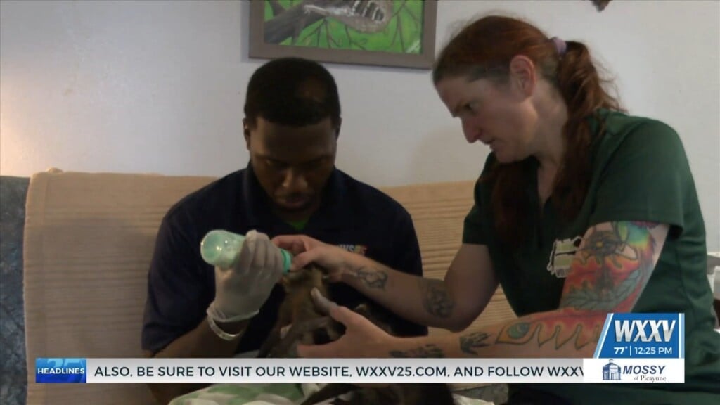 Clocking In With Spencer: Inside The Work At Woodside Wildlife Rescue