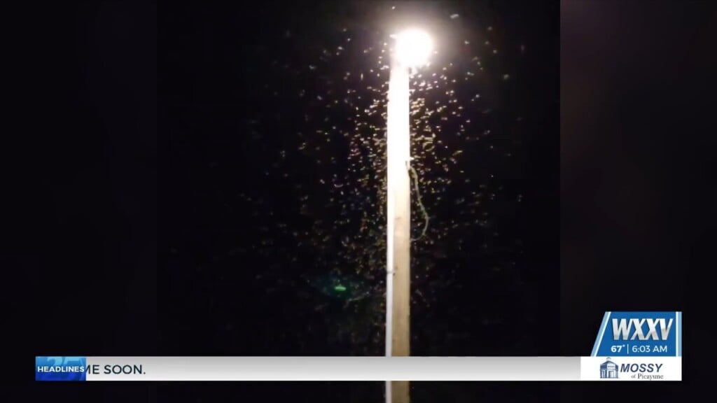 Termite Swarming Season Peaks Along The Gulf Coast, Experts Warn Homeowners