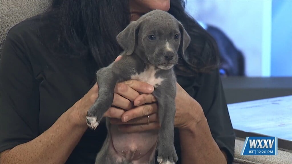 Pet Of The Week: Tater Tot Is Looking For A Forever Home