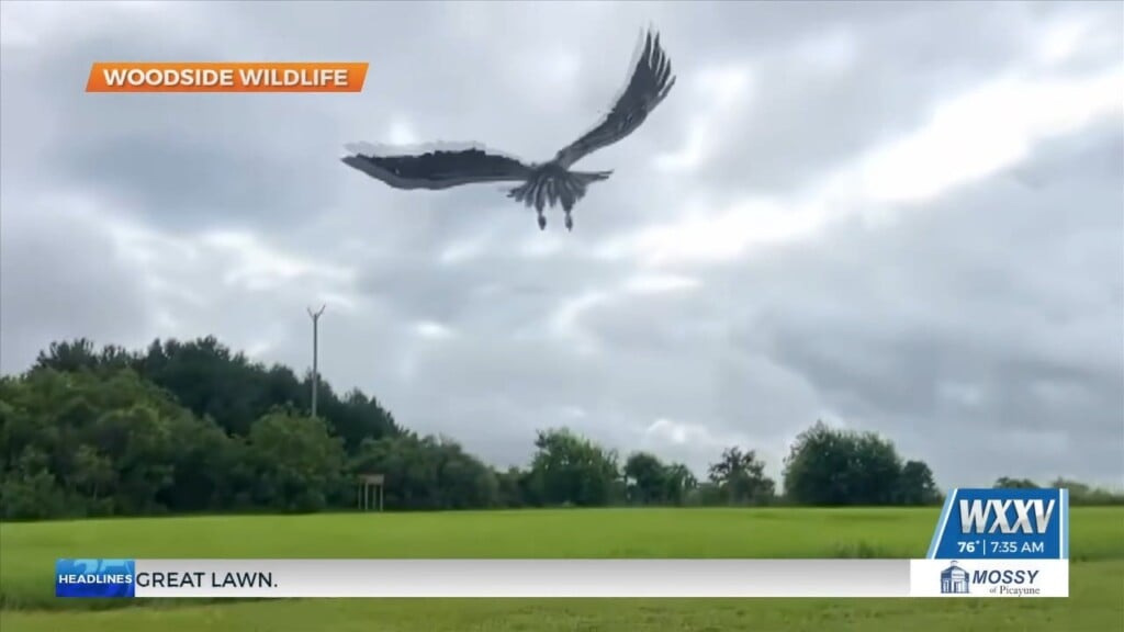 Baby Bald Eagle Returns Home In Pascagoula After Extensive Rehabilitation