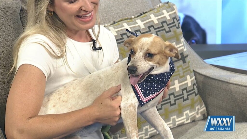Pet Of The Week: Darren Is Looking For A Forever Home