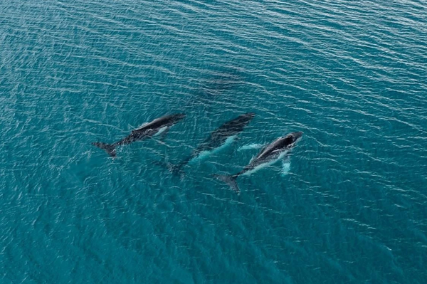 Whales