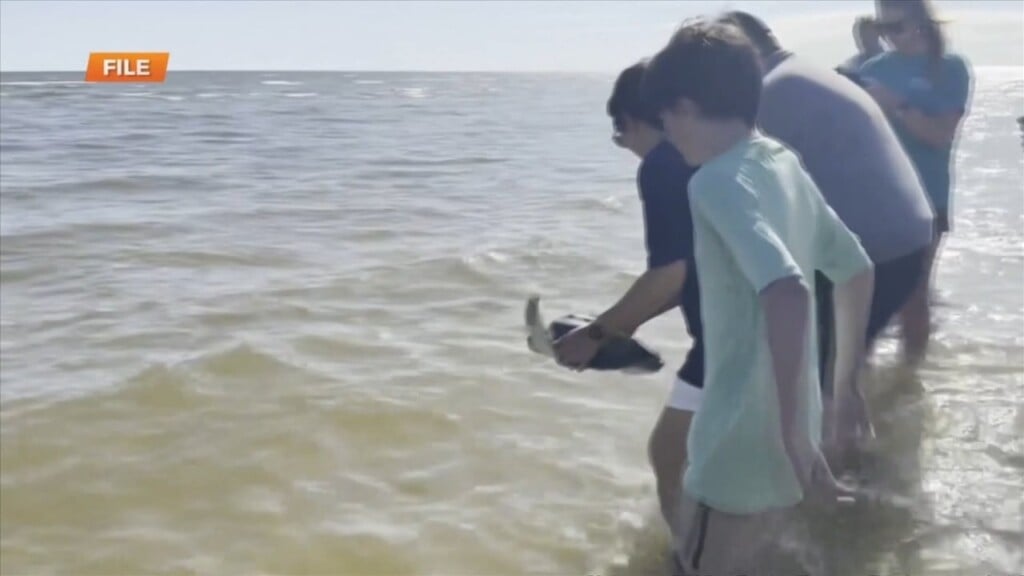 Mississippi Aquarium Releasing Nine Rehabilitated Turtles Thursday