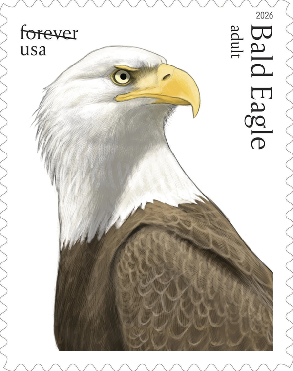 Bald Eagle