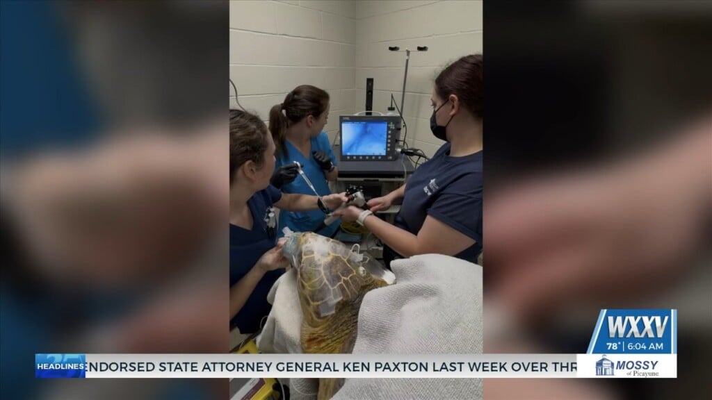 Mississippi Aquarium Helps Turtles In Need