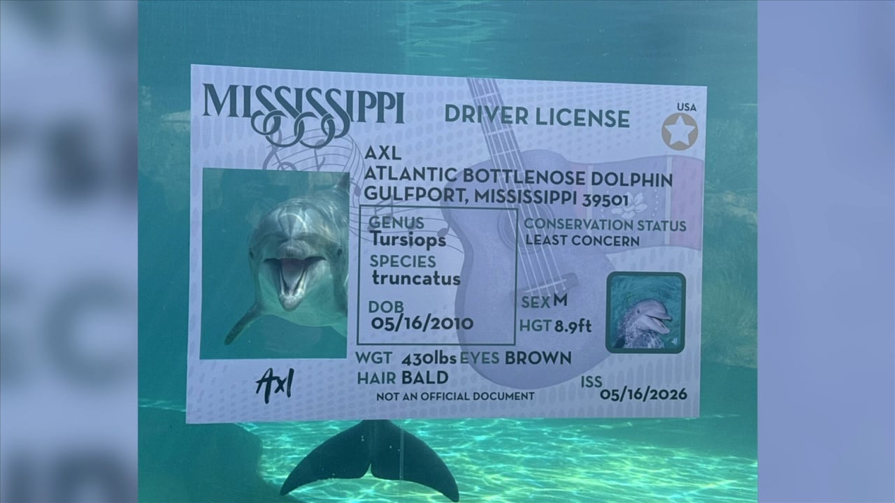 Mississippi Aquarium celebrates Axl the Dolphin’s 16th birthday - WXXV ...