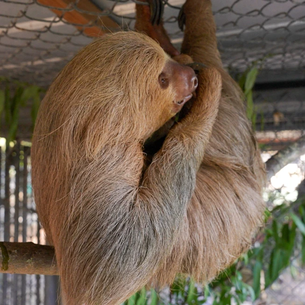 Sloth