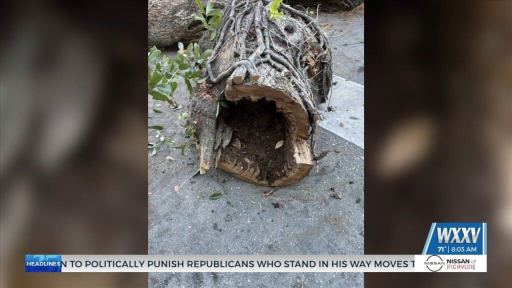 Historic Lovelace Oak Tree Removed In Ocean Springs