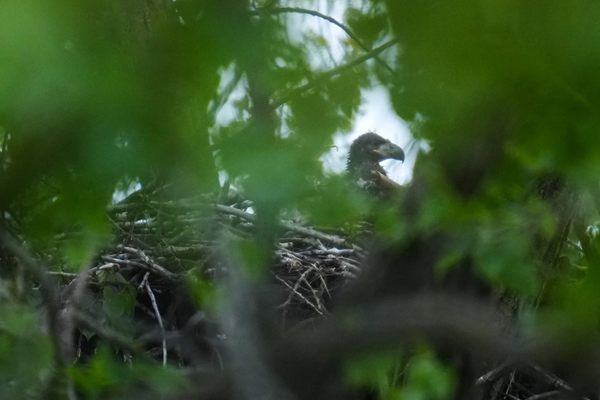 Bald Eaglet