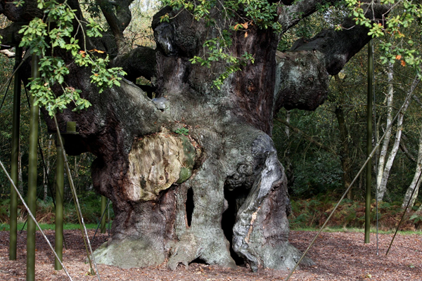 Oak Tree