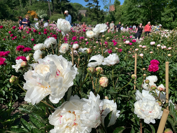 Peonies
