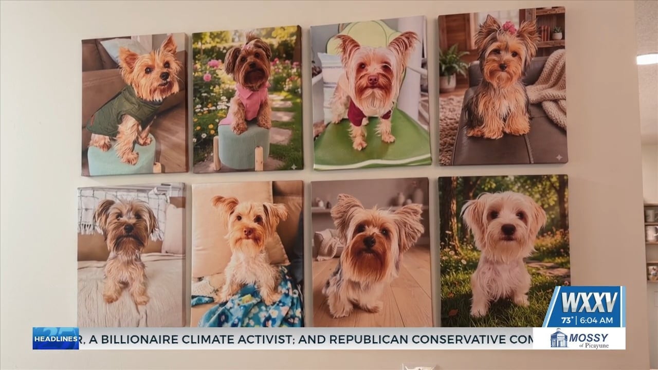 Meet the ‘Hawaiian Yorkies’: Viral Gulf Coast dogs chase remote-control car