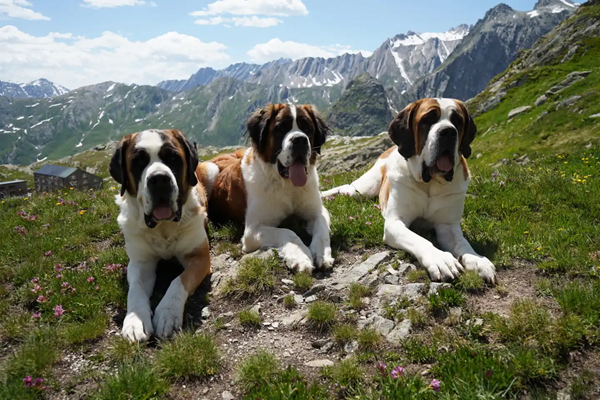 Dogs