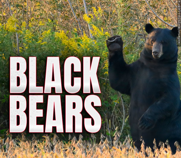 Black Bears