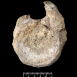 Fossil