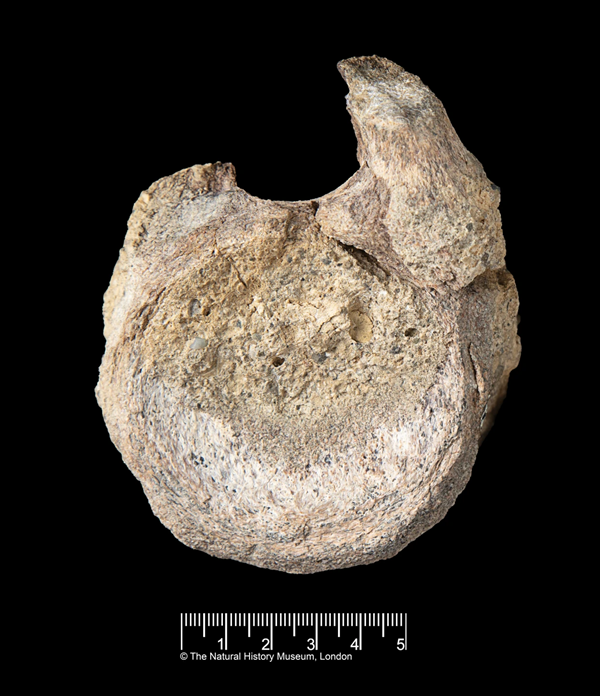 Fossil