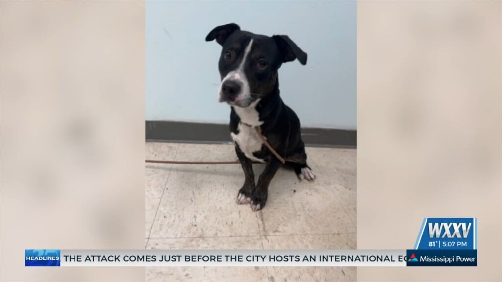 Pet Of The Week: Mr. Parker Is Looking For A Forever Home