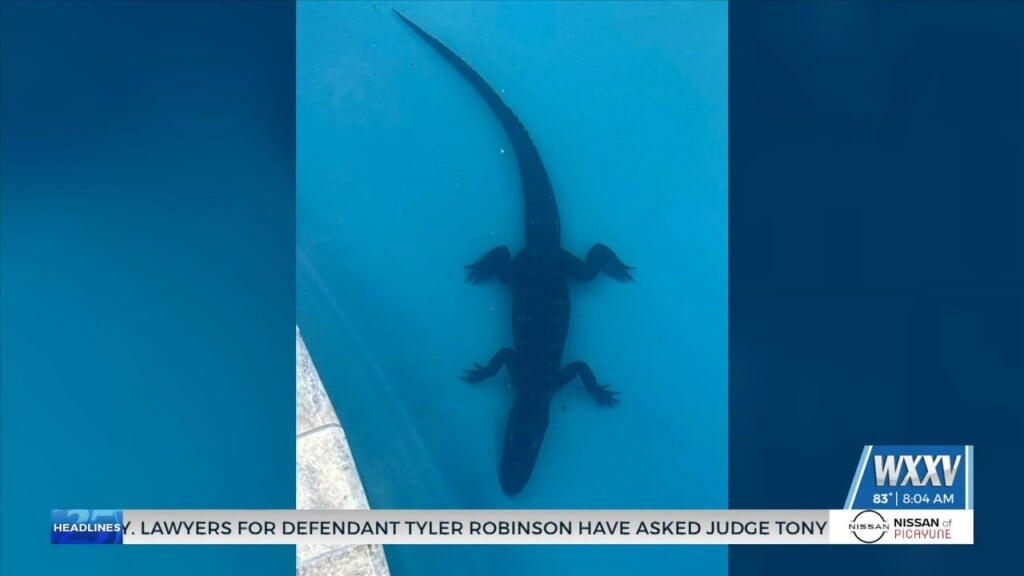 Pass Christian Fire Department Rescues Alligator Found In Backyard Pool