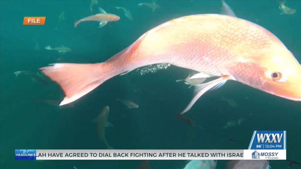 Mississippi Free Fishing Weekend 2026: No License Required June 6 7, Regulations Still Apply