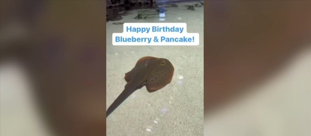 Stingrays Celebrate Birthdays At Mississippi Aquarium