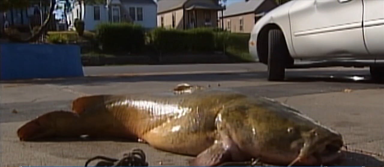 Wicker, Hyde-Smith seek USDA action protecting U.S farm-raised catfish