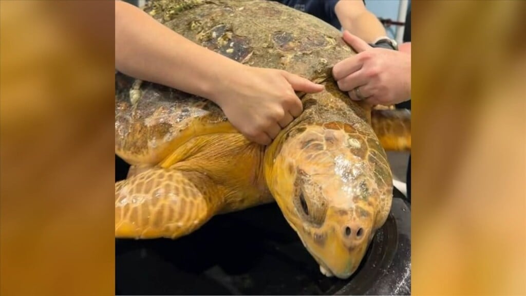 Mississippi Aquarium Releasing Two Turtles