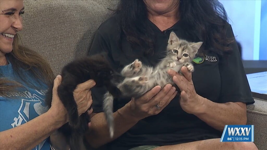 Pet Of The Week: Pumpkin And Spice Are Looking For Forever Homes