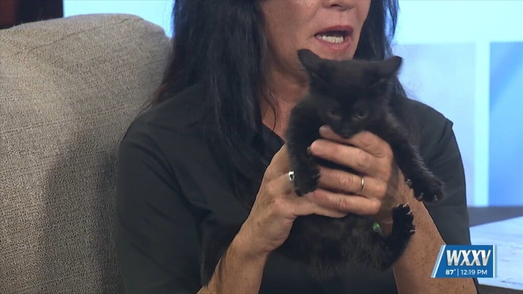 Pet Of The Week: Hip Hop Is Looking For A Forever Home