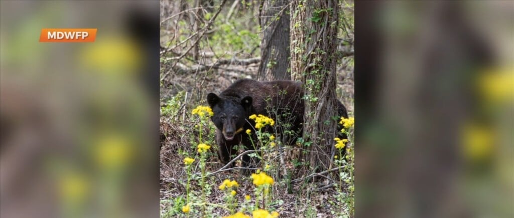 Residents Urged To Stay Alert As Bear Sightings Rise In South Mississippi