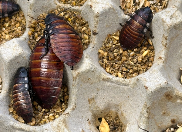 Roaches
