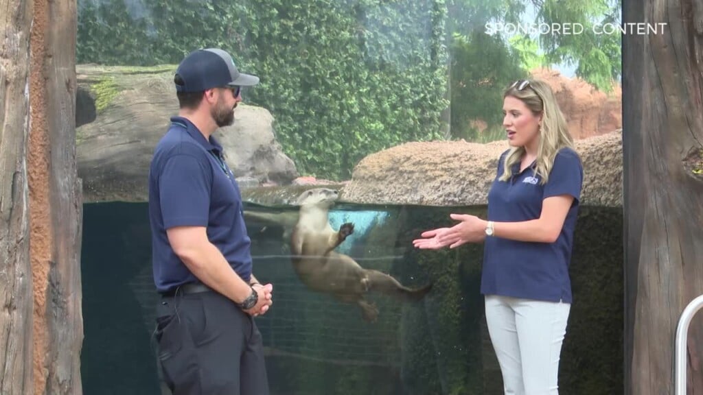 Wild Wonders Otters