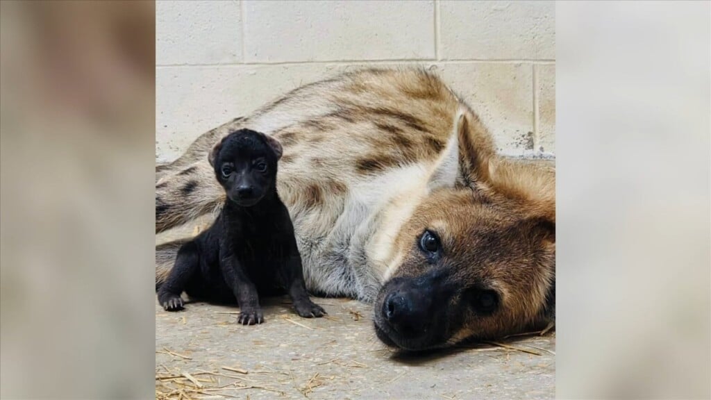 Spotted Hyena Cub Born At Hattiesburg Zoo