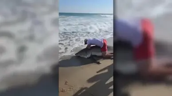 Shark