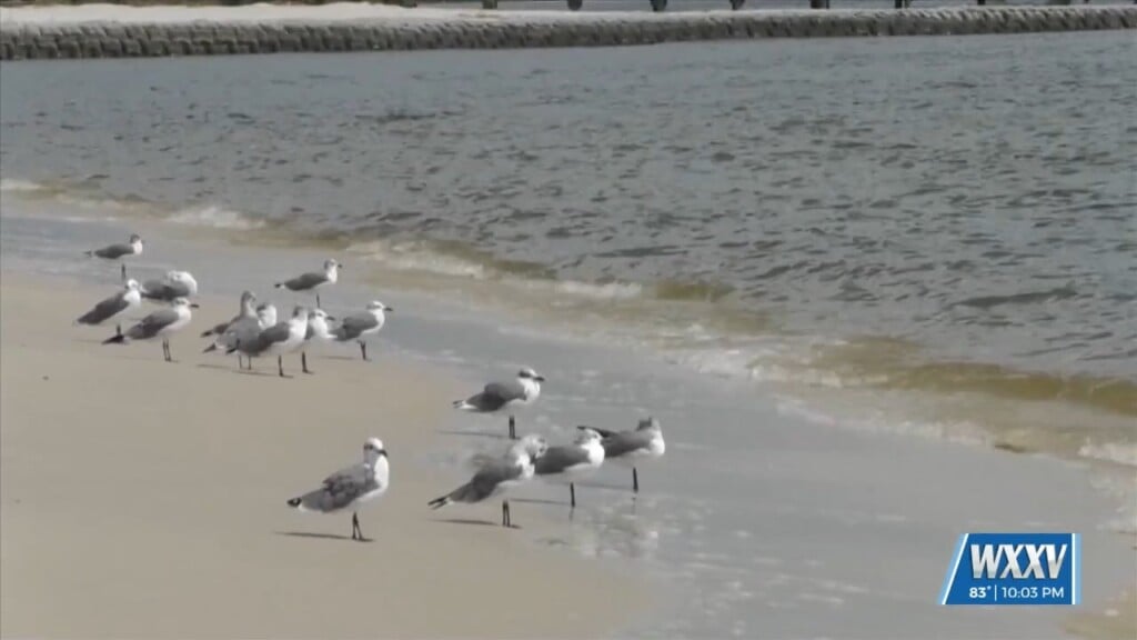 No Current Water Contact Advisories Issued For South Mississippi Beaches